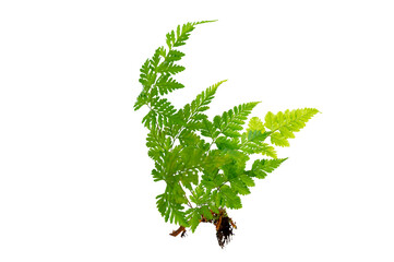 Isolated Fern Plant with Root. Transparent PNG for Botanical Design