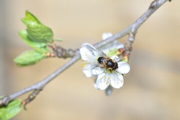 Feeding Dronefly on a white plum flower