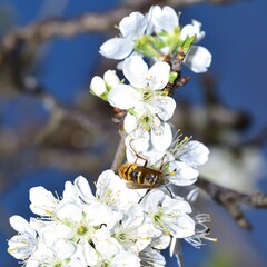 Feeding Wasp on a white plum flower