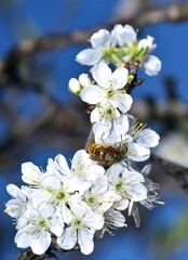 Feeding Wasp on a white plum flower