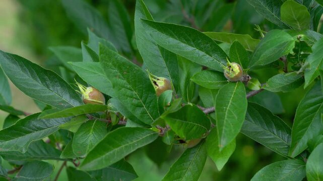 Medlar fruits, ripening (Mespilus germanica) - (4K)