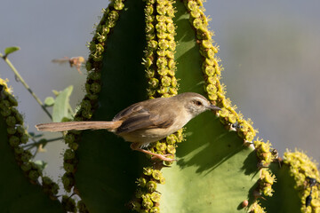 Tawny-flanked Prinia (Prinia subflava) on a Euphorbia ingens tree
