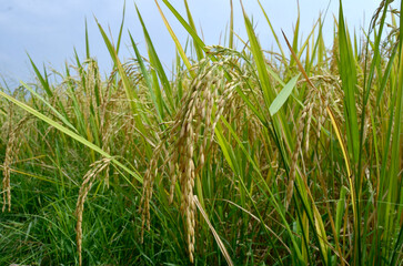 rice in the field
