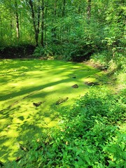 Overgrown pond with duckweed in a dense forest landscape during summer