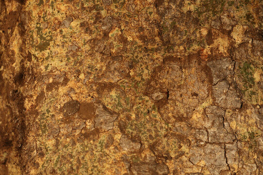 Background mosaic fromed by bark of a highveld tree