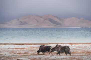 A herd of yaks walks along the grassy valleys of the Pamir highlands against the backdrop of...