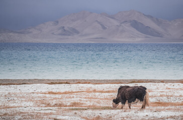 A yak with thick long hair walks along the grassy valleys of the Pamir highlands against the...