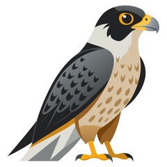 Majestic Peregrine Falcon Illustration A Detailed Depiction of a Powerful Bird of Prey with Striking Plumage and Sharp Features Perfect for Educational or Decorative Purposes