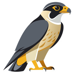 Stylized Illustration of a Peregrine Falcon Standing Tall with Sharp Claws and a Piercing Gaze Set Against a Clean White Background Perfect for Educational or