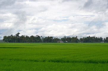 green grass and blue sky