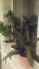 Indoor plants display. House plants