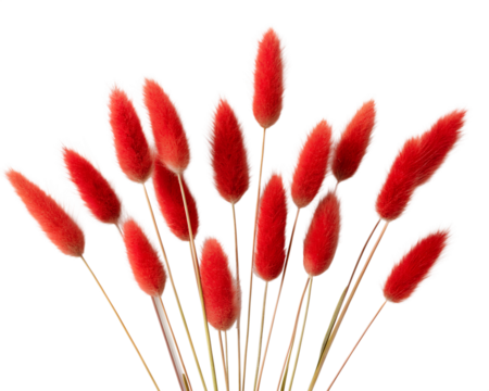 A bunch of vibrant red bunny tail grass flowers, isolated on transparent background