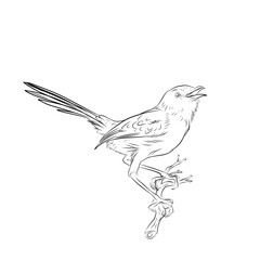 Obraz premium sketch of a Bar-winged Prinia bird perched on a tree branch on white background (Prinia familiaris)