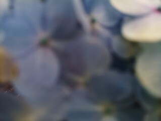 Dreamy Blurred Hydrangea Petals: Soft Blue and White Impressionistic Floral Abstract