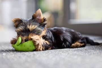 An adorable little Yorkshire Terrier puppy lies on a carpet, playfully chewing on a bright green...