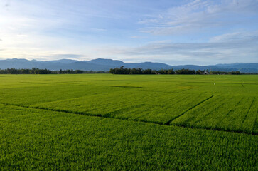 green field and blue sky