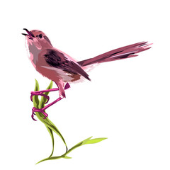 Hill Prinia bird or Bar-winged Prinia bird perched on grass plant without background (Prinia familiaris)