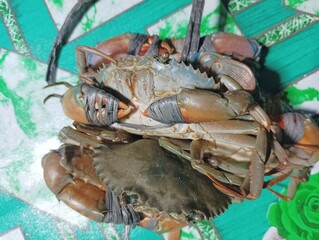 Freshly Caught Crabs Tied on a Green Patterned Surface, Ready for Cooking