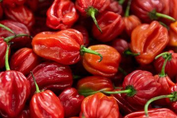 Habanero chillies