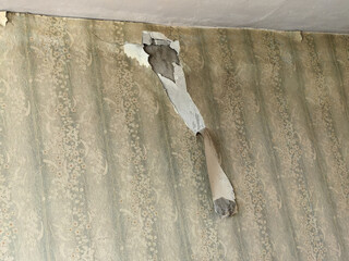 Damaged and peeling floral wallpaper revealing plaster beneath, showing signs of age and wear.