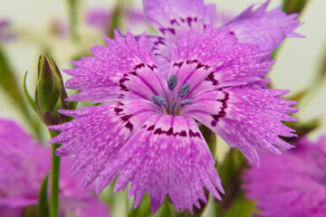 Macro photo of violet Dianthus campestris flower