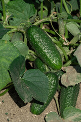 Cetrioli biologici freschi in campo agricolo