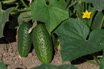Cetrioli biologici freschi in campo agricolo