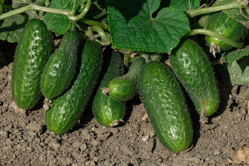 Cetrioli biologici freschi in campo agricolo