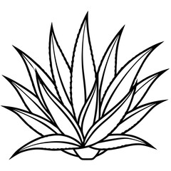 Aloe Vera line art vector