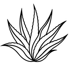 Aloe Vera line art vector