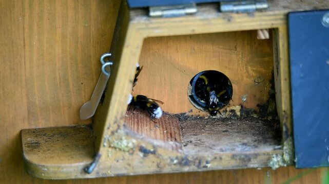 Hummeln im Hummelhaus bei ge&ouml;ffneter Wartungsklappe 