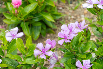 紫のニチニチソウが咲き誇るクローズアップ