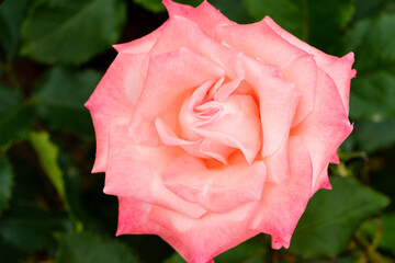 淡いピンク色の薔薇の繊細なクローズアップ