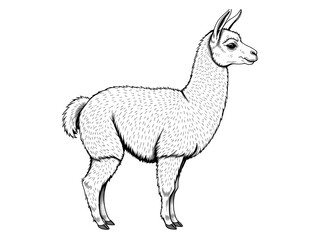 Fototapeta premium A monochrome, intricately detailed black and white line art sketch of a llama or alpaca with natural fur details on a white background.