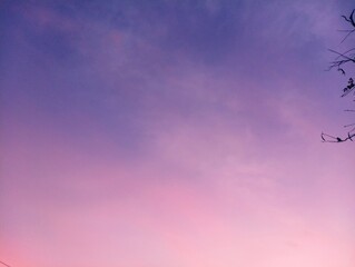 Serene Twilight: Pastel Sky Hues and Silhouetted Branches