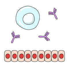 illustration of normal immune conditions in the human body, vector illustration, cartoon illustration, for medical poster needs or biology studies