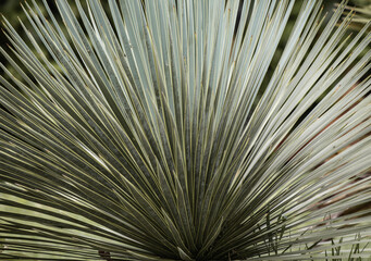close up green palm leaves texture