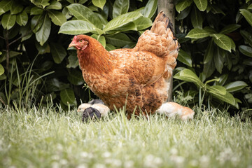 family portrait of chickens