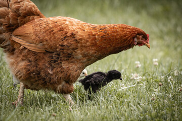 Close up of mother chicken and her children chicks in the meadow