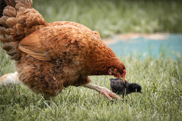 Close up of mother chicken and her children chicks in the meadow