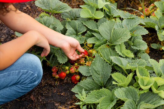 Little girl picking juicy ripe strawberry on a garden - Powered by Adobe