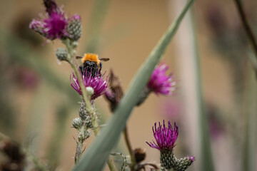 close up of a bee sucking the juice of pink flowers