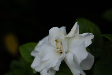 A tiny green spider hides in the center of a beautiful white gardenia flower. Macro shot with a...