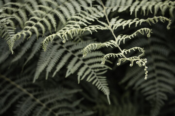 Close up of fern texture