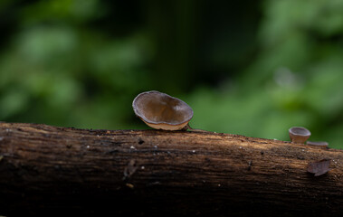 A macro shot of a wild wood ear mushroom (Auricularia auricula-judae) growing on a decaying log in...