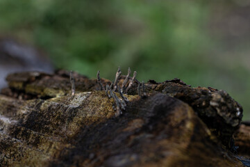 A macro shot of a strange, finger-like fungus, possibly Xylaria polymorpha (Dead Man's Fingers), growing on a decaying tree stump in a dark forest. A mysterious, eerie, and spooky nature concept.

