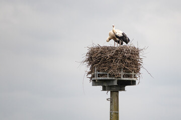 A cute couple of storks sitting in their nest