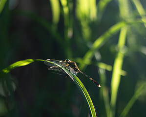 A stunning macro portrait of a dragonfly resting on a green blade of grass. The beautiful backlight...
