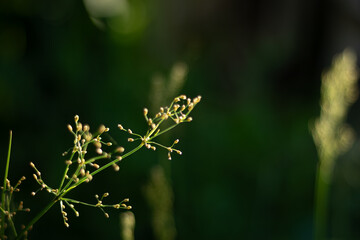 A delicate plant stem with tiny, unopened flower buds glowing in the sunlight against a dark green background. A macro image symbolizing potential, new beginnings, and fragile beauty.

