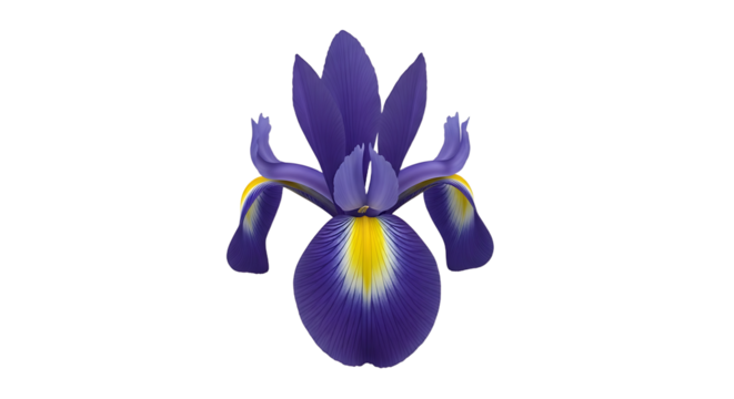 Striking Iris Flower Blossom with Vibrant Purple Petals and Yellow Accents Isolated